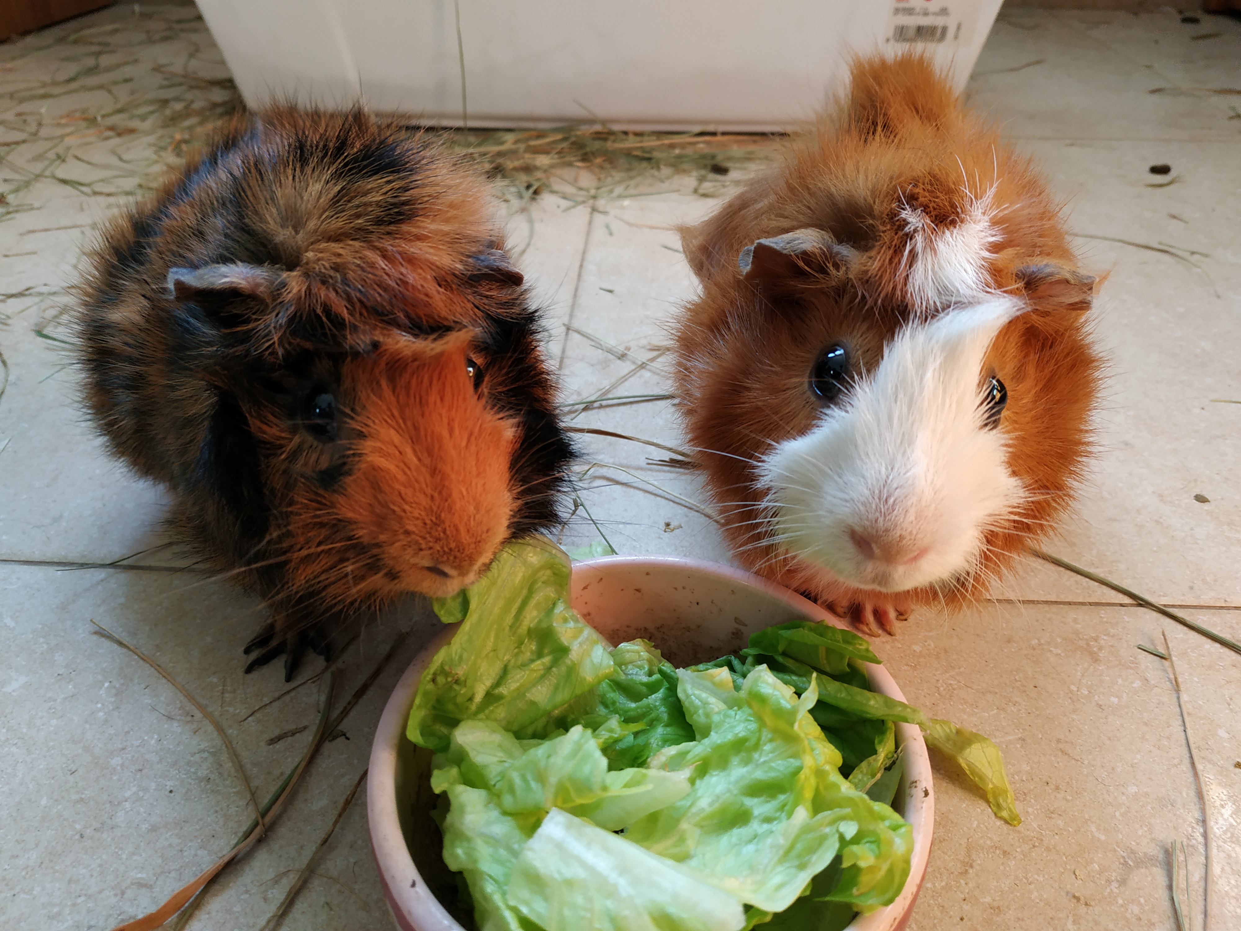 Funny Pet Adventures